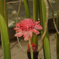 Etlingera elatior (Jack) R.M.Sm.